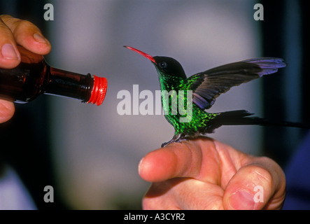 Red-billed Streamertail Hummingbird, Trochilus polytmus, town of Anchovy, Jamaica Stock Photo