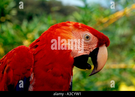 Manaus in scarlet red Scarlet macaw