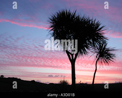 Scilly Sunset through palm tree Stock Photo