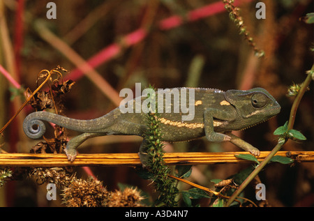 flap necked chameleon on twig Chamaeleo dilepis Stock Photo