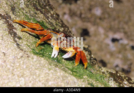 Rainbow Crab Cardisoma armatum Stock Photo