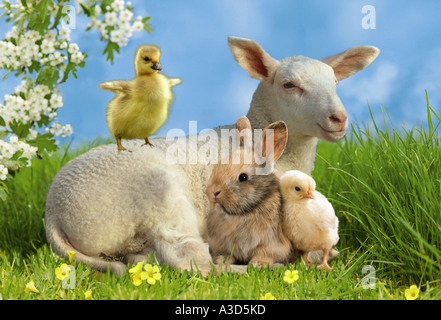 animal friendship lamb chicken squab duck squab and young bunny Stock Photo