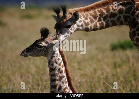 masai giraffe with cub Giraffa camelopardalis tippelskirchi Stock Photo
