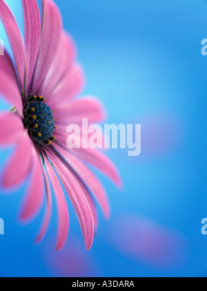 OSTEOSPERMUM LIGHT PURPLE OSJOTIS or African Daisy, pink flower backlit against blue background with three 3 fallen petals Stock Photo