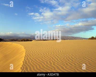 RIPPLED SAND DUNE in evening light  Maspalomas Gran Canaria Spain Stock Photo