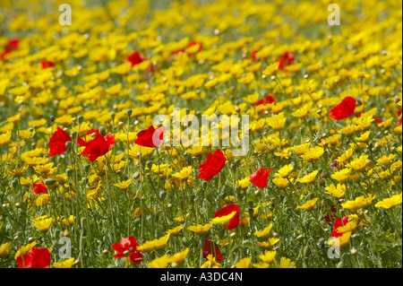 Flower meadow Karpas, North Cyprus Stock Photo