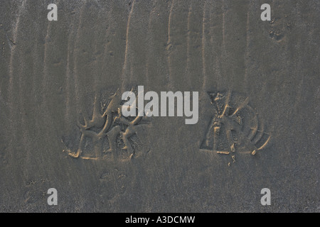 Abstract / concept - Footprint on a sandy beach. Stock Photo