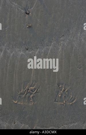 Abstract / concept - footprint on a sandy beach. Stock Photo