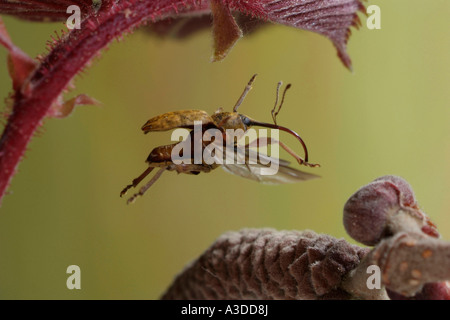 Flying weevil (Curculio nucum) Stock Photo