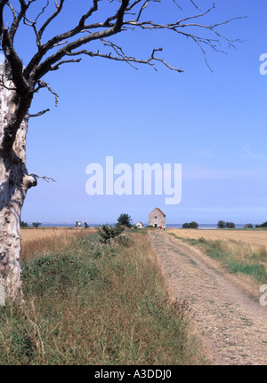 Dead tree frames the footpath leading to Bradwell on Sea St Peter Saxon chapel beside the River Blackwater estuary Stock Photo