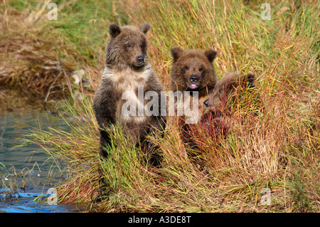 Brownbear (Ursus arctos) three cubs of the year waiting for bear mum , Brooks River Katmai Nationalpark Alaska USA Stock Photo