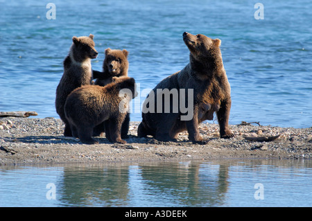 Brownbear (Ursus arctos) mother with three cubs of the year , Brooks River Katmai Nationalpark Alaska USA Stock Photo