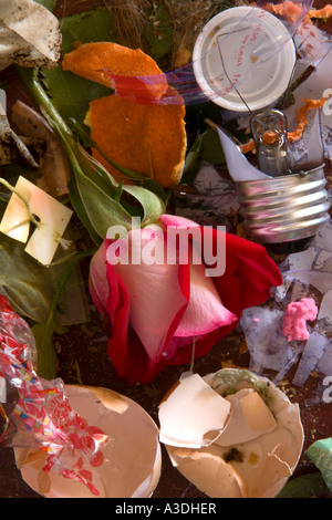 red and white rose bud found mixed in with assorted trash Stock Photo