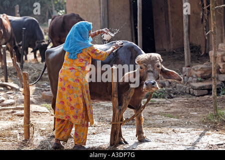 Indo-German-Changar-Eco-Development-Project, Kashri Dai is washing her ox, Kuhan, Palampur, Himachal Pradesh, India Stock Photo