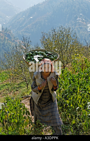 Woman carrying her harvested peppers home, Matiyama, Himachal Pradesh, India Stock Photo