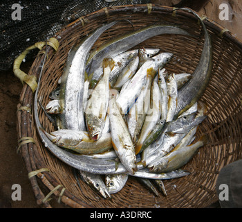 Sri Lanka, fish for sale in a round basket on the beach at Beruwala Stock Photo