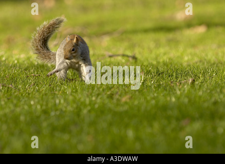 Grey Squirrel in St James Park London Stock Photo