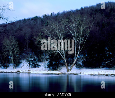 Sycamore Tree On Snow-Covered Bank Of Clarion River, Cook  Forest State Park, Pennsylvania, Stock Photo