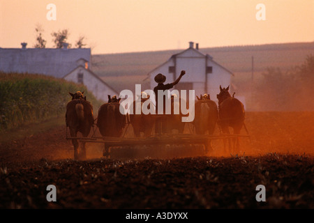 Amish Farmer Plowing Fields On September Evening, Lancaster County,  Pennsylvania, Stock Photo