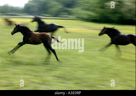 Young Horses Running On Thoroughbred Horse Farm In Chester County,  Pennsylvania, USA Stock Photo