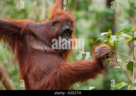 Orang-utan (Pongo pygmaeus) in Tanjung Puting national park, Central-Kalimantan, Borneo, Indonesia Stock Photo