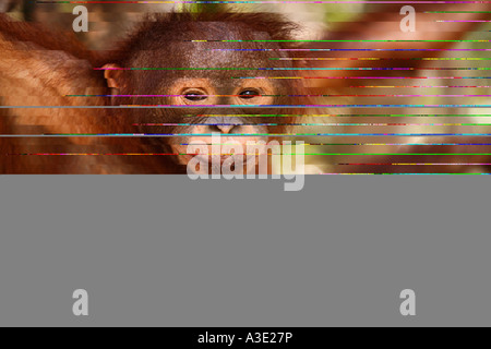 Orang-utan (Pongo pygmaeus) in Tanjung Puting national park, Central-Kalimantan, Borneo, Indonesia Stock Photo