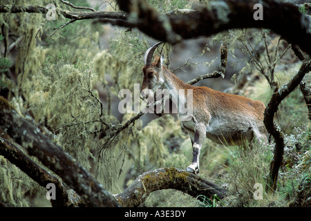 Ethiopien Ibex (Capra walie) Semien Mountain National Park, Ethiopia Stock Photo