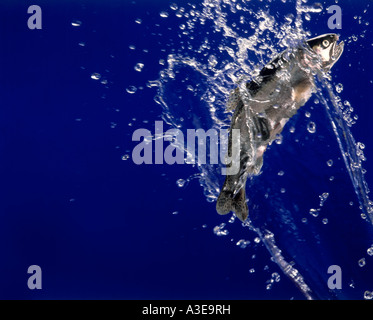 Jumping Rainbow Trout. Stock Photo