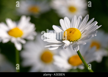 Moon daisy - ox-eye-daisy - flowering (Leucanthemum vulgaris) Stock Photo