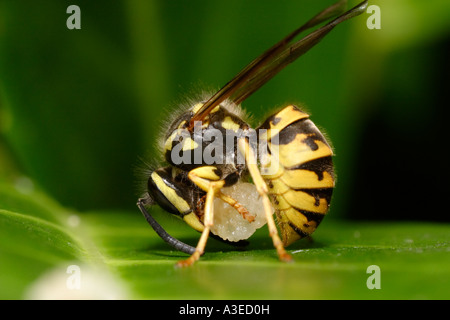German Wasp (yellowjacket, Vespula germanica) feeding on fruit Stock Photo