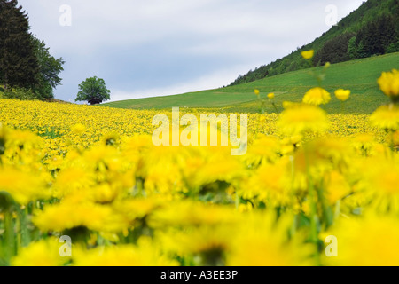 Meadow with dandelions (Taraxacum officinale) in May in the Black Forest, Baden-Wuerttemberg, Germany Stock Photo