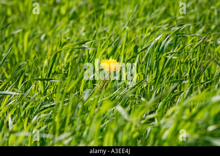 Single dandelions (Taraxacum officinale) Stock Photo