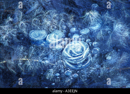 Structures and enclosed water plants in a frozen lake Stock Photo