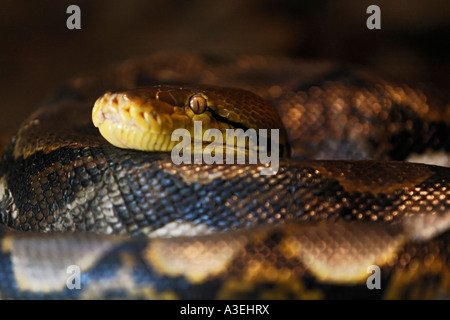 Reticulated Python (Python reticulatus), zoo, Bali, Indonesia Stock ...