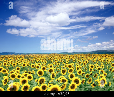 FR - PROVENCE: Field of Sunflowers Stock Photo