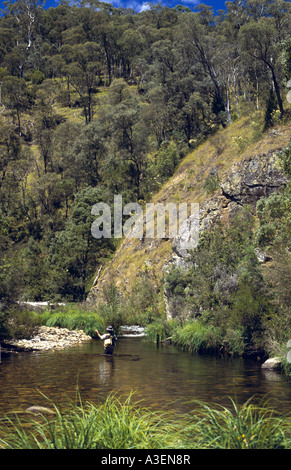 Fly fishing for trout Howqua River Victorian Alps NE Victoria Australia vertical  Stock Photo