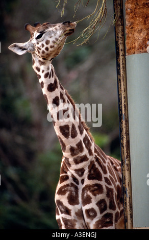 Rothschild's Giraffe, Melbourne Zoo, Victoria, Australia Stock Photo