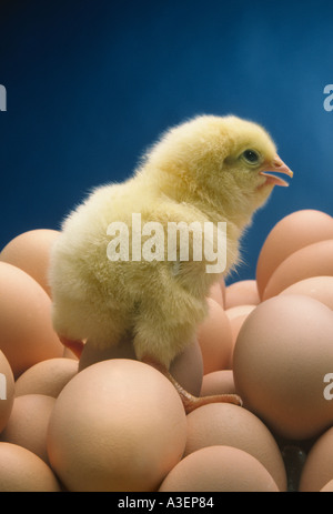 Baby chick standing on eggs Stock Photo