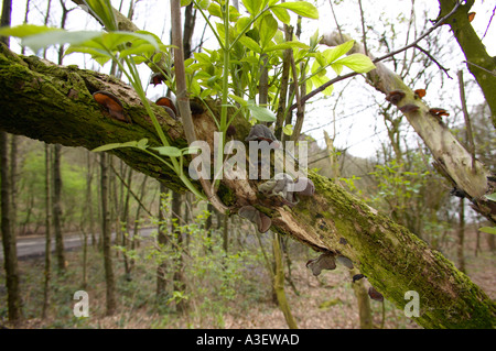 Jelly Ear or Jews s Ear fungus Auricularia auricula judae on Elder in woodland Stock Photo