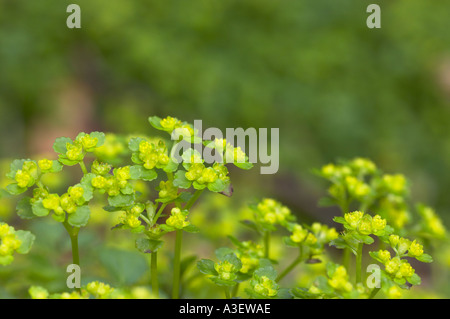 Sun spurge Euphorbia helioscopia growing in woodland Stock Photo