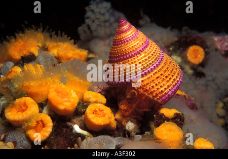 Purple Ringed Top Shell Purple-Ringed Top Snail (Calliostoma annulatum) feeds on hydroids ...