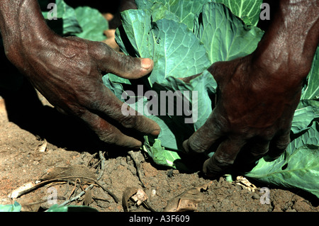 mozambique farmer hands harvesting cabbage Stock Photo