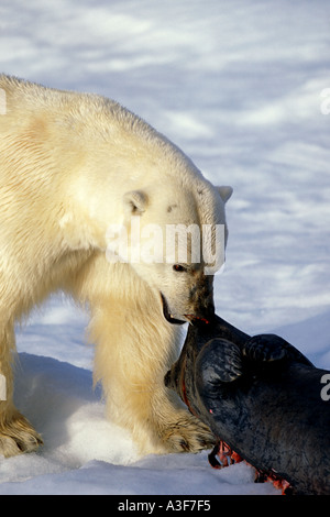 Polar Bear Ursus maritimus Drags Bearded Seal Erignatus barbatus Kill on Ice Floe near Spitsbergen Svalbard Norway Stock Photo