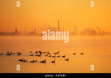 Canada Ontario Niagara Falls geese on the Niagara River at sunrise with industrial plants in the background. Environmental pollution and nature. Stock Photo