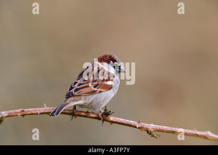 Male House sparrow Passer domesticus perched on twig in nice light looking alert potton bedfordshire Stock Photo