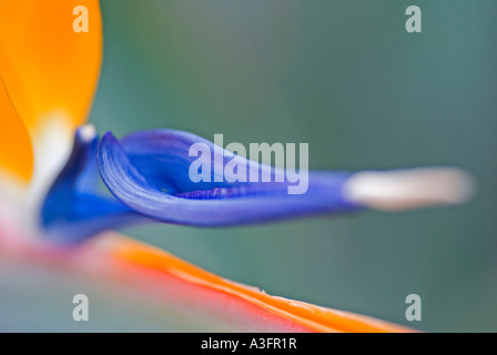 Extreme close up of a Bird of paradise flower Stock Photo