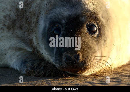 Grey seal Halichoerus grypus pup close up of face and large eyes with contrast between light and dark and warm and cool light Stock Photo