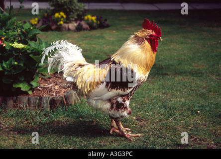 Cockerel in a garden Stock Photo