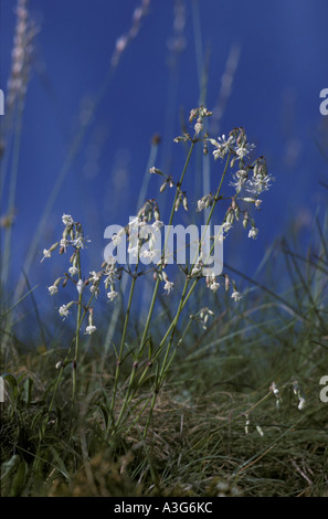 'Nottingham Catchfly' at Monksdale in Derbyshire 'Great Britain' Stock Photo