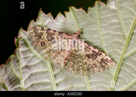 Twenty plume Moth Alucita hexadactyla at rest on leaf showing wing formation potton bedfordshre Stock Photo